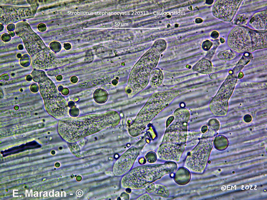 Strobilurus stephanocystis