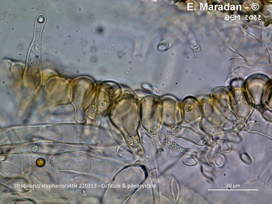 Strobilurus stephanocystis