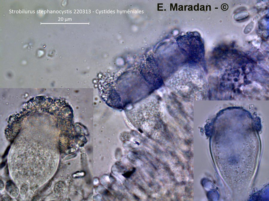 Strobilurus stephanocystis