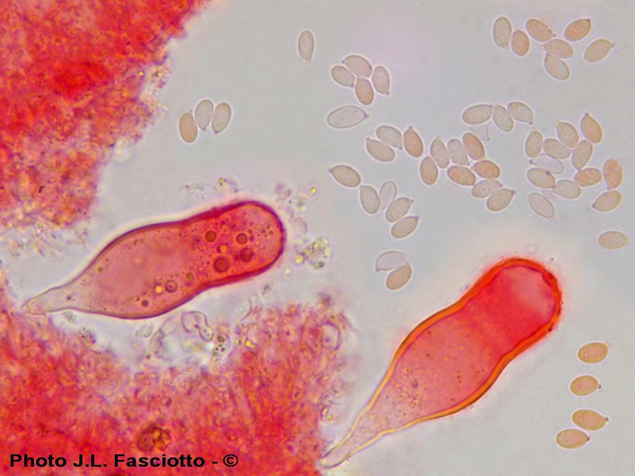 Strobilurus stephanocystis