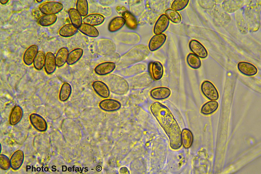 Stropharia aeruginosa