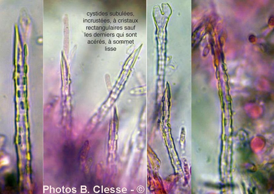 Subulicystidium longisporum