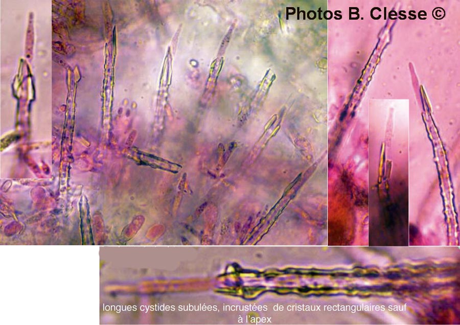 Subulicystidium longisporum