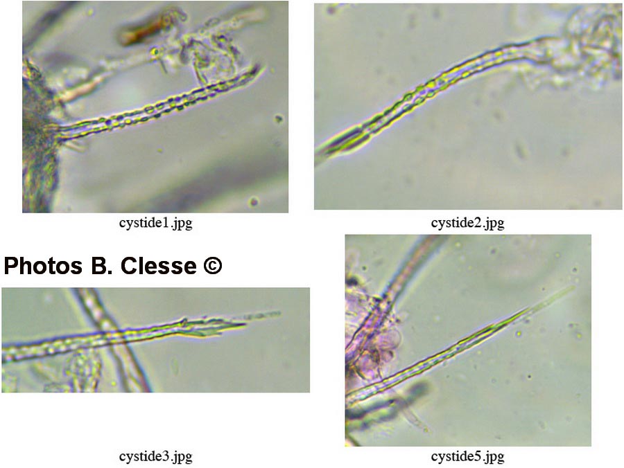 Subulicystidium longisporum