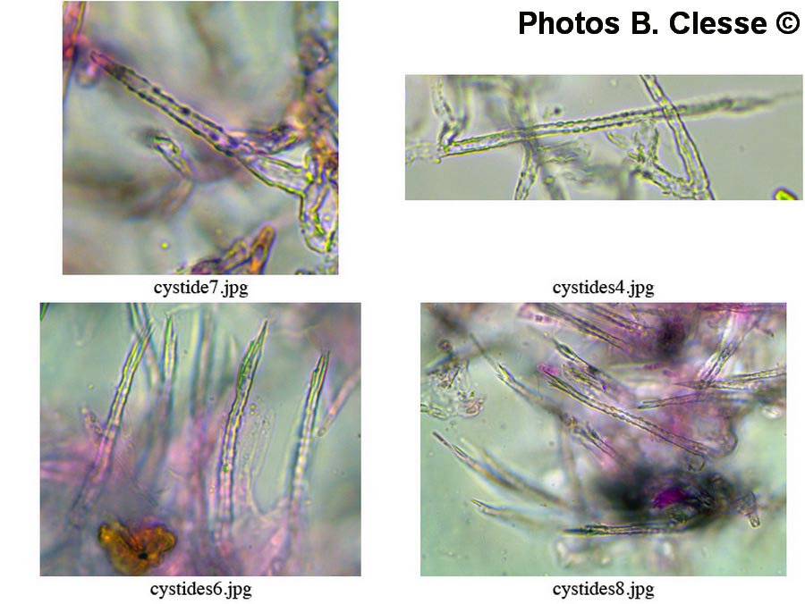 Subulicystidium longisporum