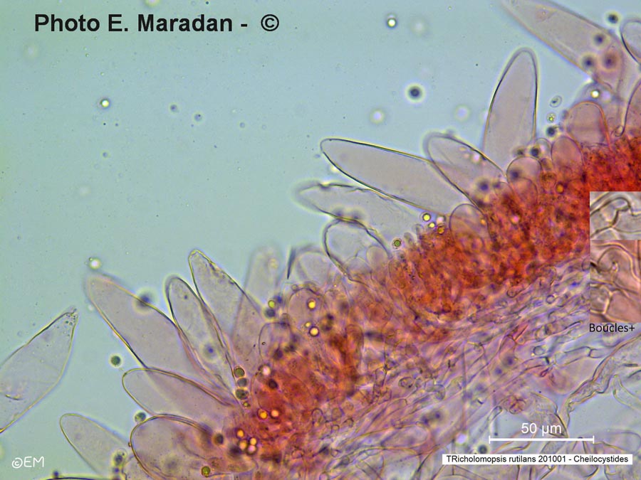 Tricholomopsis rutilans