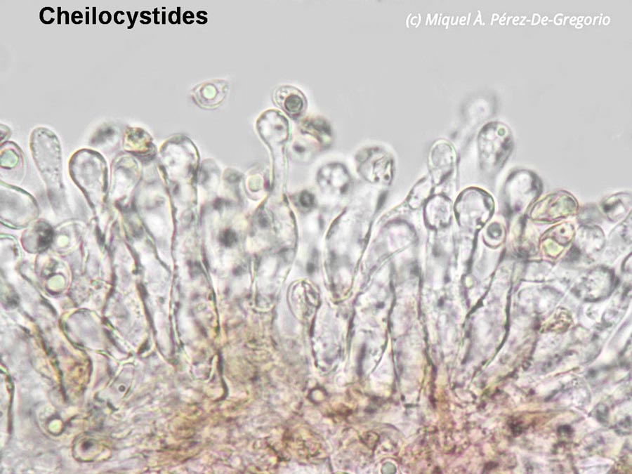 Tubaria cistophila