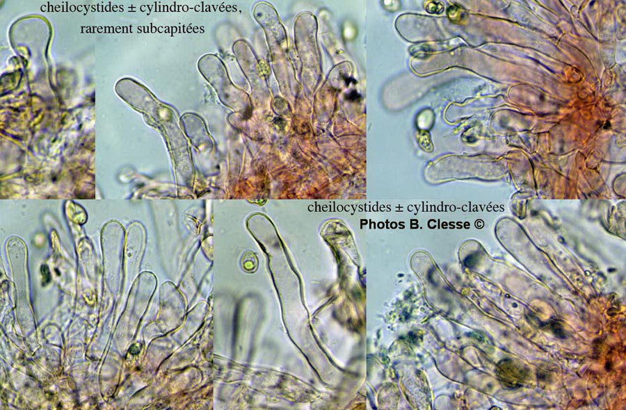 Tubaria furfuracea