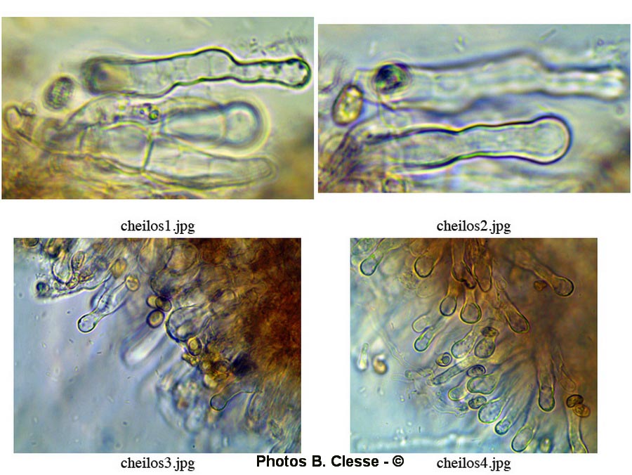 Tubaria furfuracea var. furfuracea