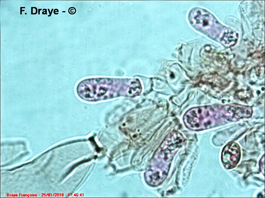 Tubaria hiemalis