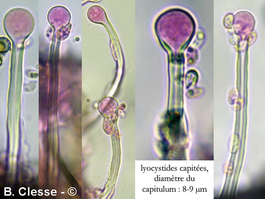 Tubulicrinis accedens