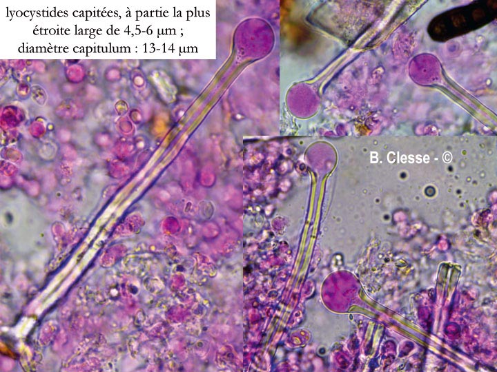 Tubulicrinis regificus