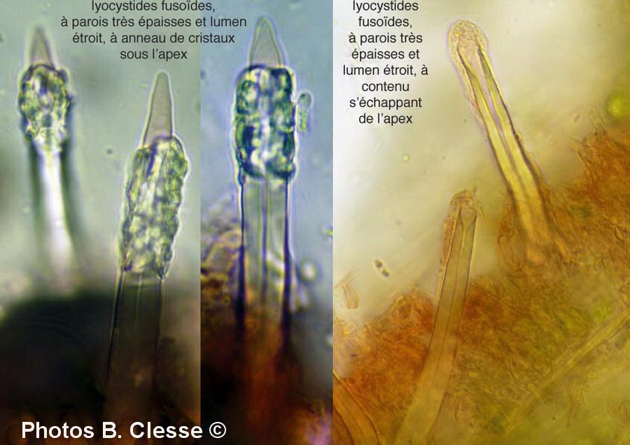 Tubulicrinis subulatus