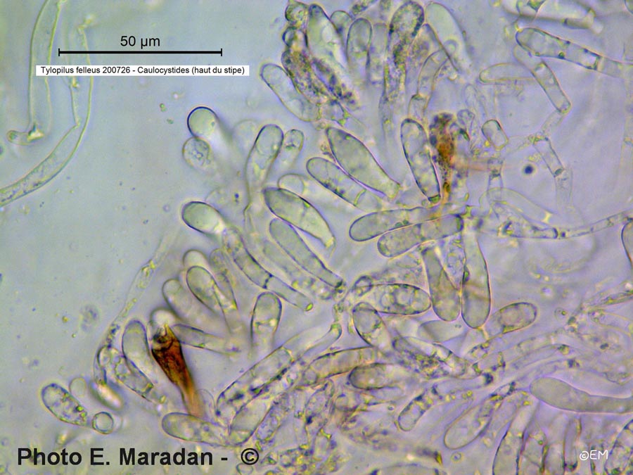 Tylopilus felleus