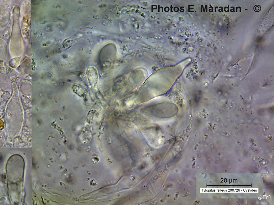 Tylopilus felleus