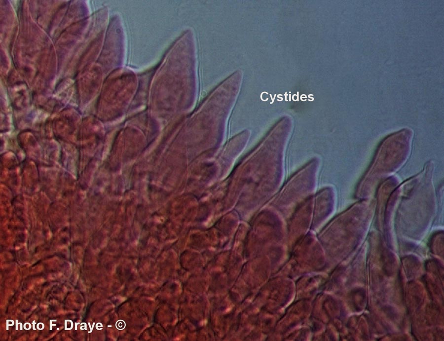 Volvariella surrecta