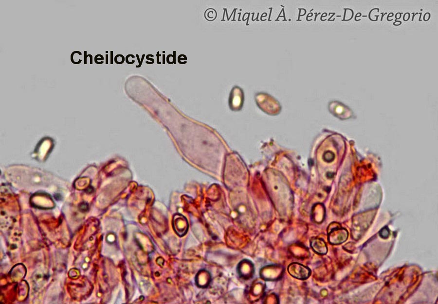 Volvariella taylori