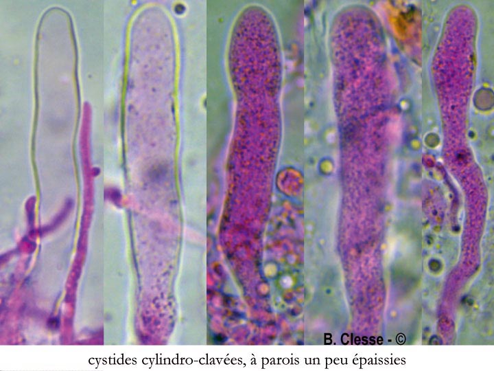 Vuilleminia coryli