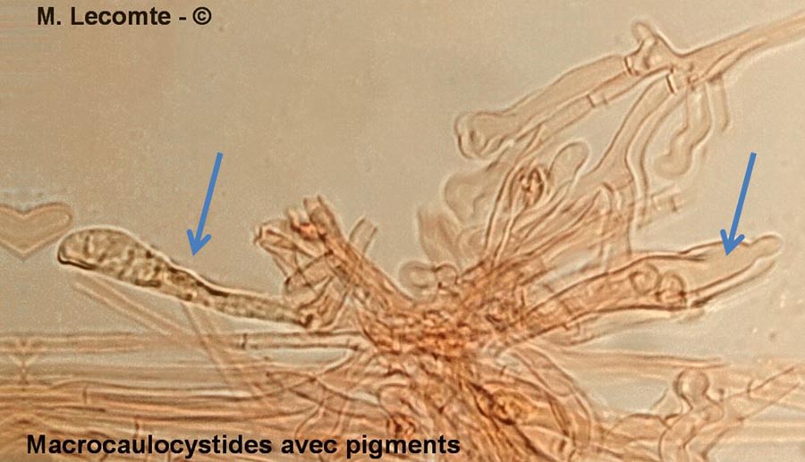 Xerocomus badius