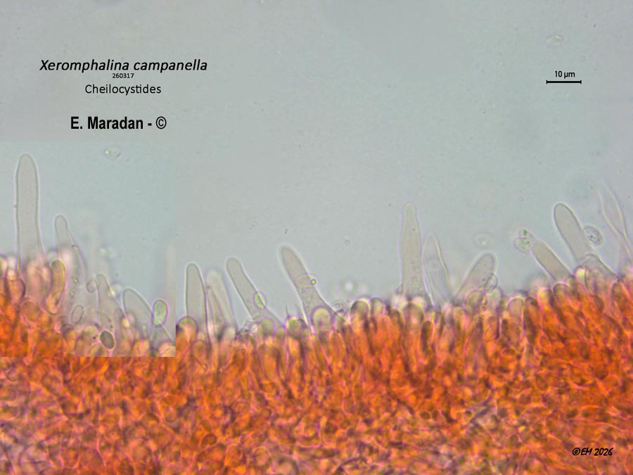 Xeromphalina campanella