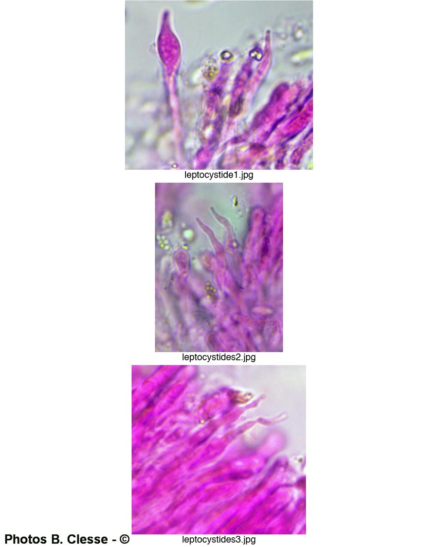 Xylodon crustosus (Basidioradulum crustosum)