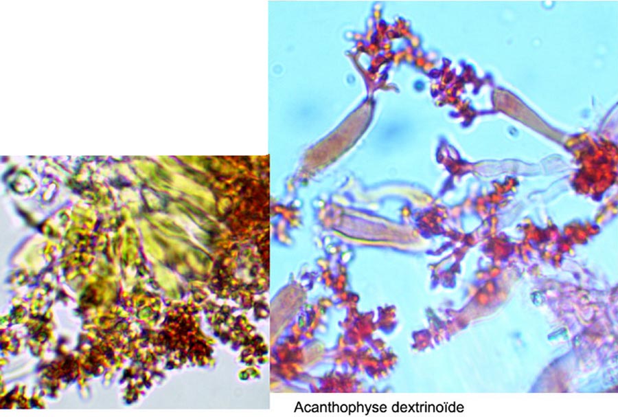 Acanthophysellum dextrinoideocerussatum (Aleurodiscus dextrinoideocerussatus)