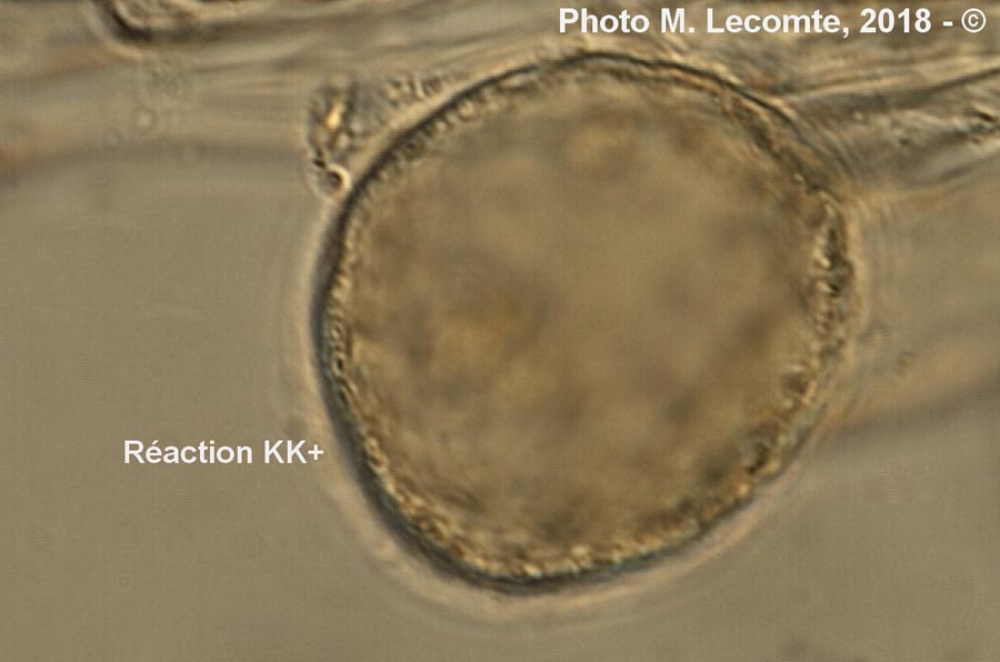 Réaction KK (M. Lecomte)