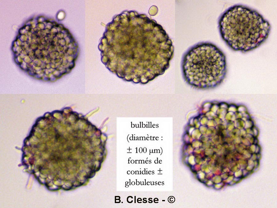 Burgoa moriformis