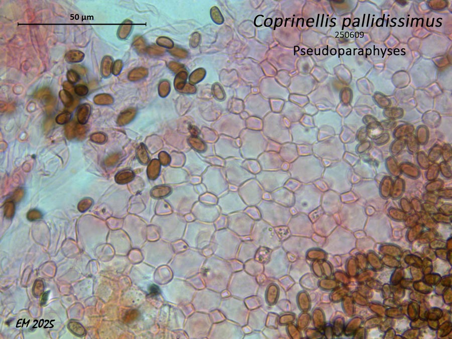 Coprinellus pallidisimus
