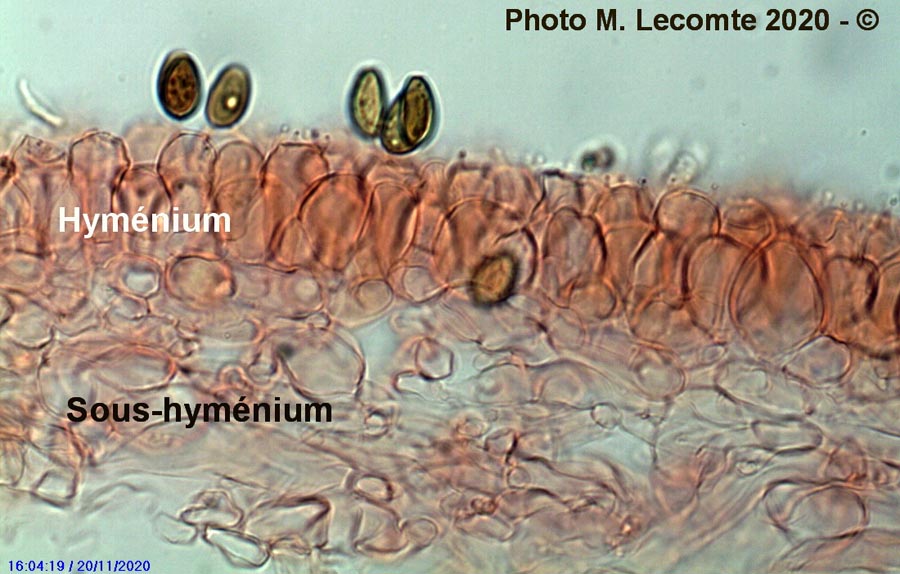 Psathyrella marcescibilis (Coprinopsis marcescibilis)