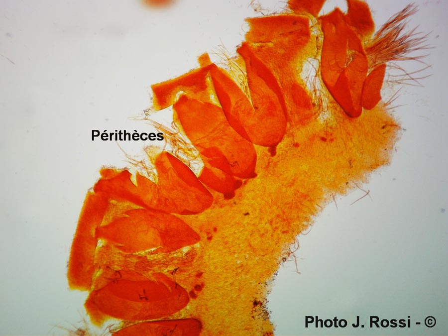 Cordyceps capitata