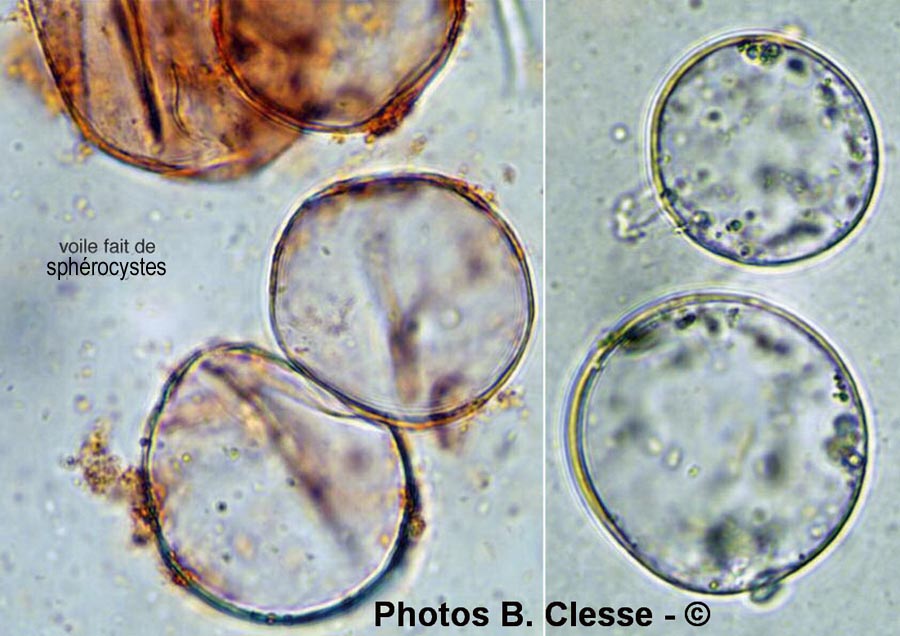 Cystolepiota adulterina