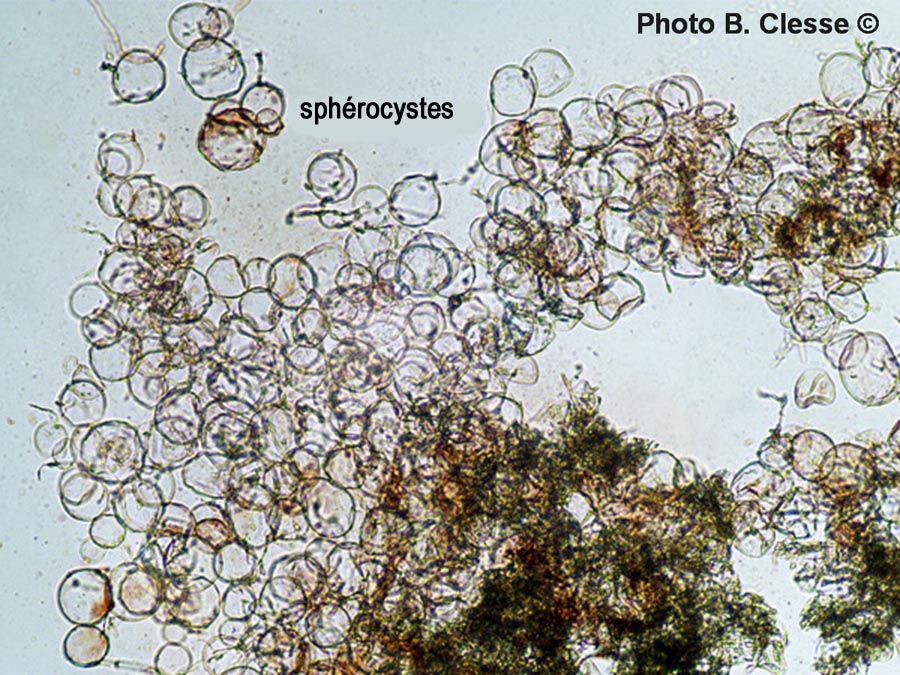 Cystolepiota adulterina