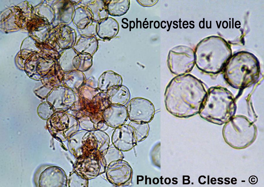 Cystolepiota adulterina