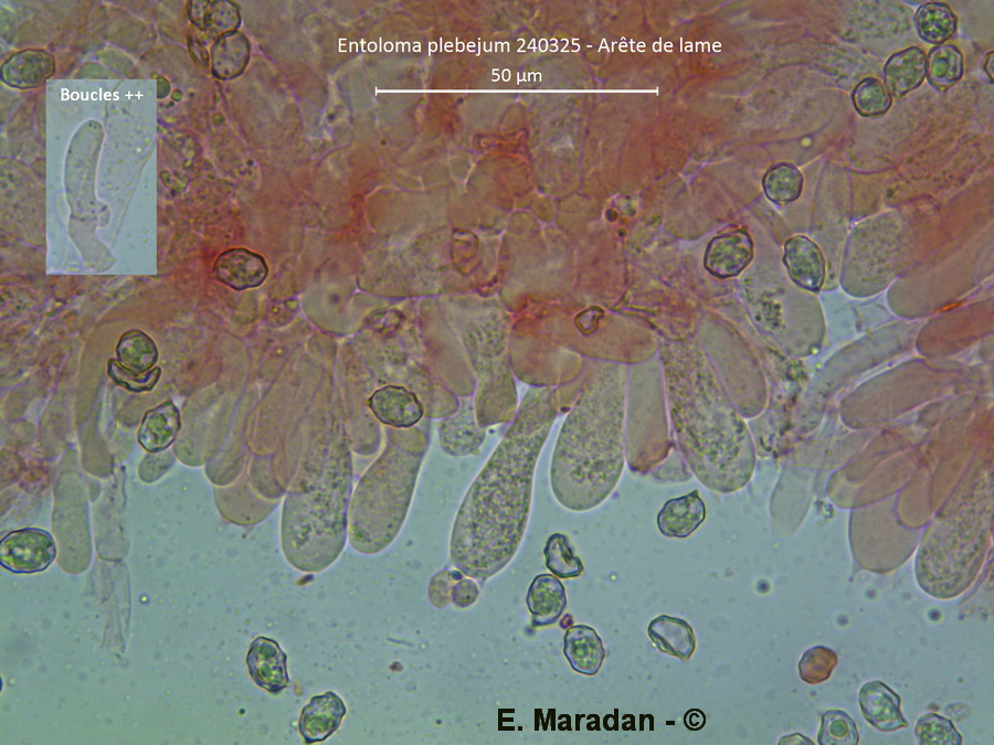 Entoloma plebejum