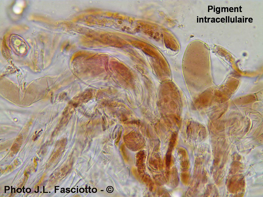 Entoloma poliopus (J-L. Fasciotto)