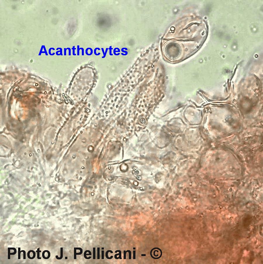 Favolaschia calocera