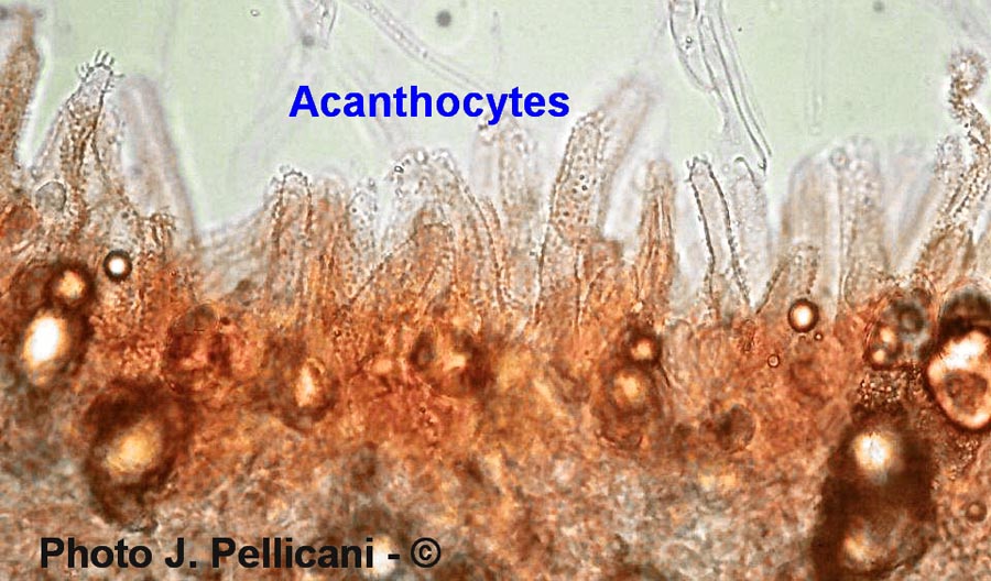 Favolaschia calocera