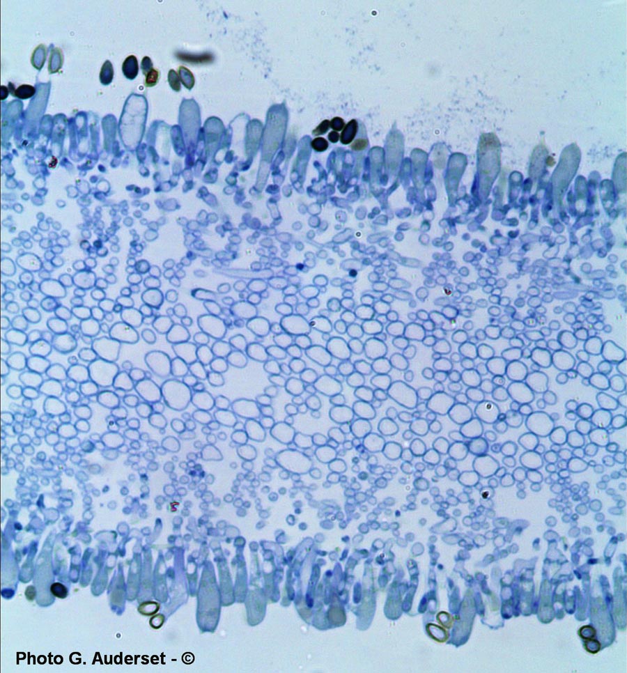 Hebeloma crustuliniforme