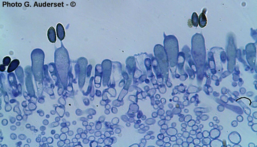 Hebeloma crustuliniforme