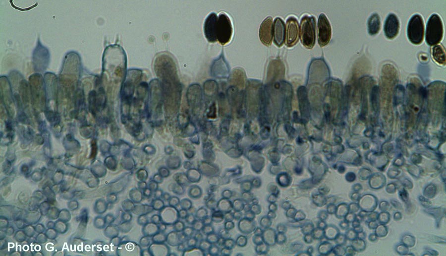 Hebeloma crustuliniforme