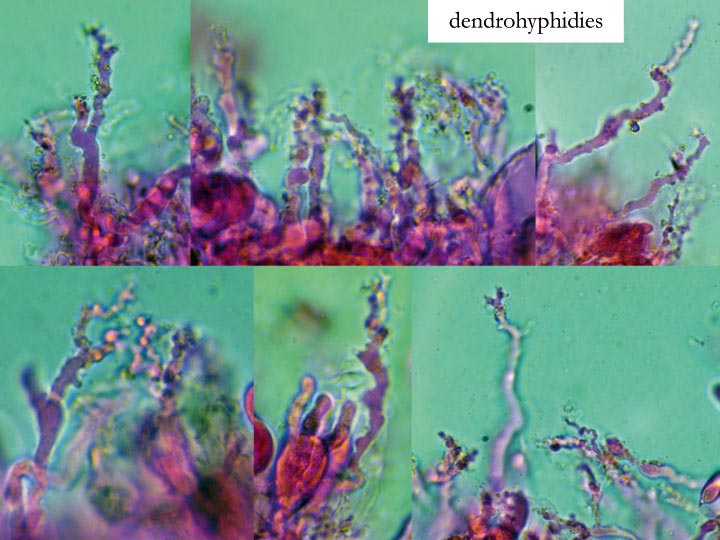 Heteroradulum deglubens (Eichleriella deglubens)