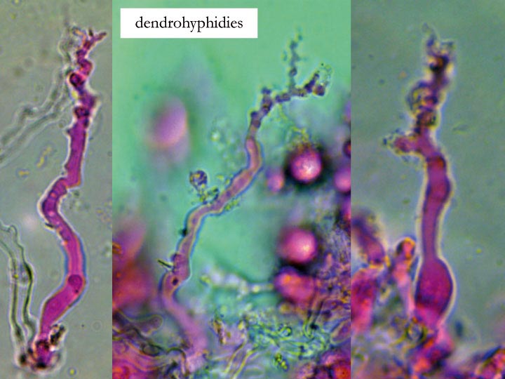 Heteroradulum deglubens (Eichleriella deglubens)
