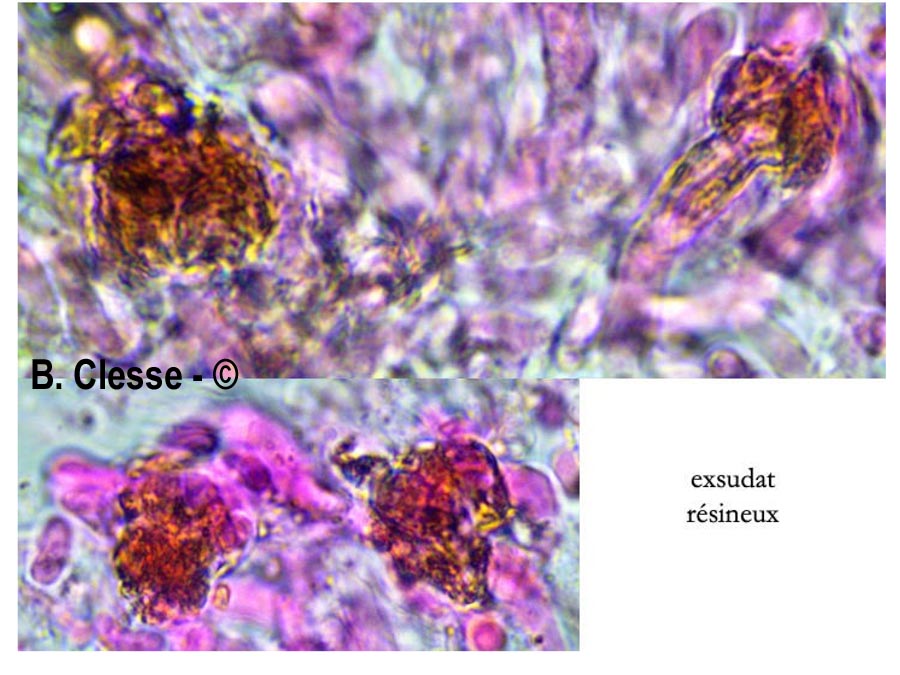 Peniophorella pallida (Hyphoderma pallidum)