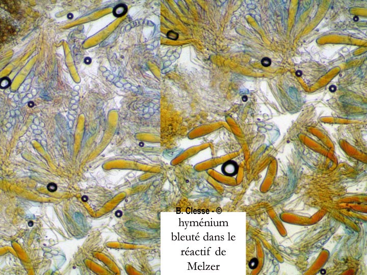Iodophanus carneus