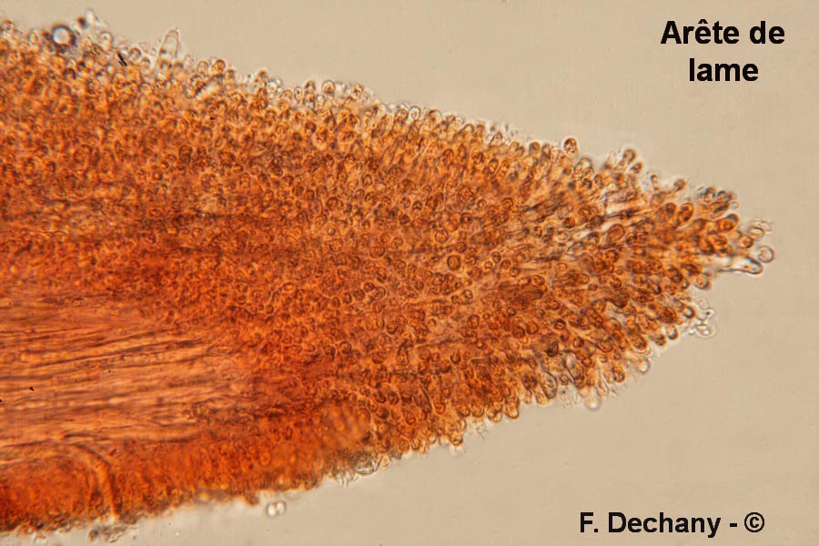 Lentinellus castoreus (Lentinellus castoreus f. ochropallidus)