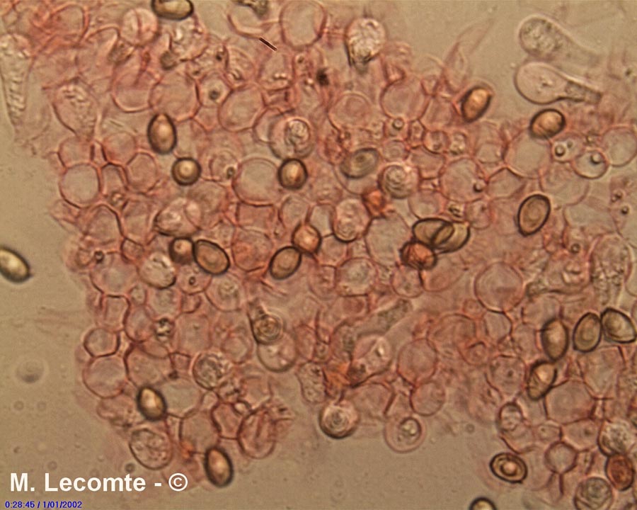 Leucocoprinus cepistipes f. macrosporus