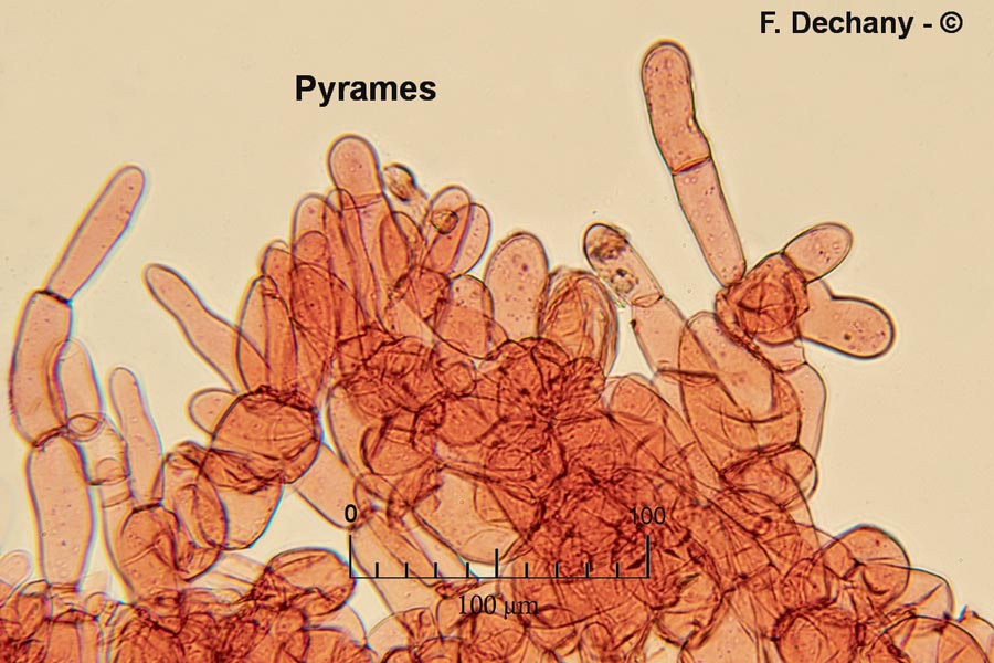 Morchella vulgaris