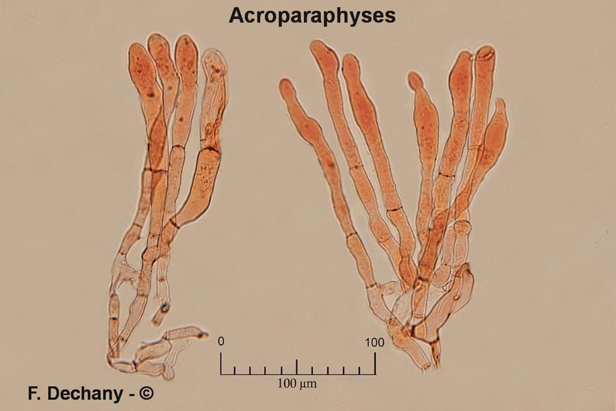 Morchella vulgaris