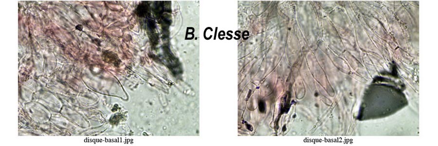 Mycena clavularis